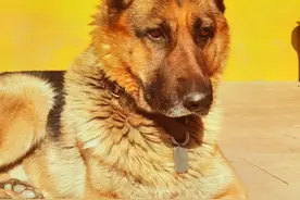 我与狗狗的故事图片
