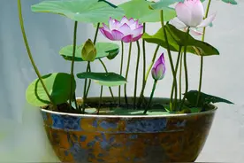 碗莲，花香浓郁、清新脱俗，盆栽要如何管理呢？图片