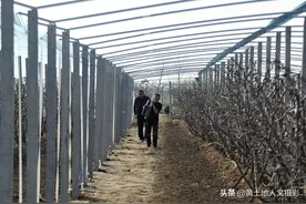 农民建大棚，亲朋好友来帮忙，能省工钱，还有个节约成本小窍门图片
