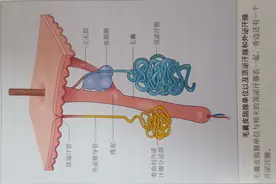 毛孔粗大能缩小吗？告诉你真相图片