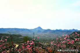 崮乡三月桃花红图片