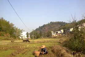 村庄撤并，农村住房要拆除？土地要收回？三大问题农民需注意图片