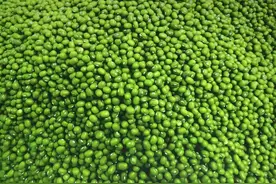 豆中一宝：绿豆图片