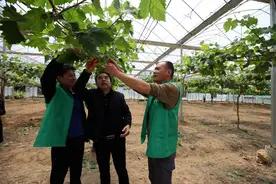 福建省延平区：阳光玫瑰葡萄园里学习交流疏果穗技术，您会吗？图片