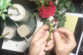 教你如何制作一棵树月季，方法简单易学，一看就会了视频封面