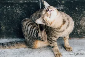 猫咪到底需不需要定期「挤肛门腺」？图片