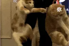 两只猫咪真打起架来，你敢劝架吗？图片