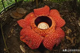 存活了4000年的食人树，食人无数，它是怎么进食的？图片