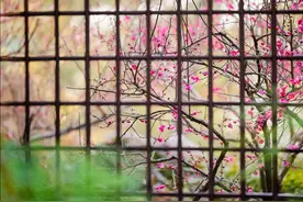 红梅报春 梅花香韵奏升平 #摄影美图#图片