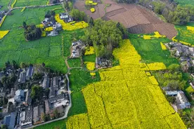 云赏花 | 重庆路春色无边图片