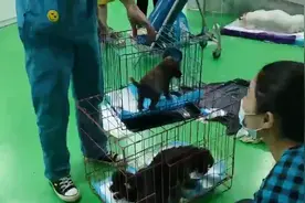 上百只猫狗奄奄一息，这些“带血的生意”违法了图片