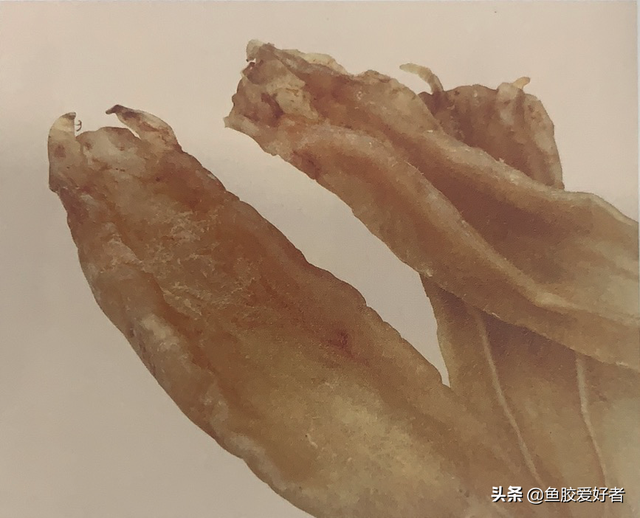 黄花皎北海花胶 2026年北海黄花胶的功效与作用