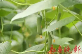 速看！攻略来了图片