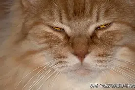 宅在家里闲的拍家里的8只猫谁能说出它们的品种图片