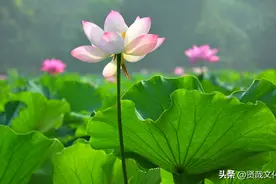 读懂福地盛京⑦：盛开莲花之境域图片