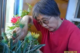 73岁的“花痴奶奶”患癌26年，侍弄花草越活越年轻！图片