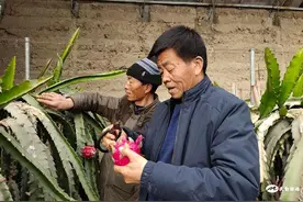 杨明:致富路上的“领头雁”图片