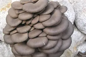 食用菌平菇，营养价值丰富，人工栽培要如何管理呢？图片