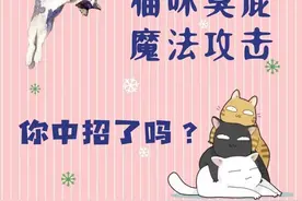 养喵人｜猫咪臭屁魔法攻击，你中招了吗图片