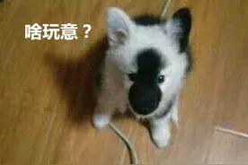 贪便宜网购了一只边牧，收到货后却不想说啥了：这是来搞笑的吗？图片