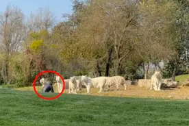 游客闯入展区与11只老虎对峙，还不断挑衅！最新通报图片