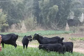 养羊户开辟青绿饲料的办法，秋季就可以开始了，也是为过冬做准备图片