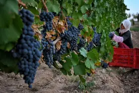 世界著名酒评家发布2020中国葡萄酒Top10榜单，宁夏占6款图片