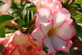 3种“省水花”，耐旱耐阴超好养，轻轻松松撑满盆图片