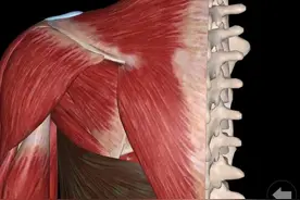 为什么高位下拉时背阔肌没有感觉？1图片
