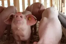 两部门：防止印度非洲猪瘟传入我国图片