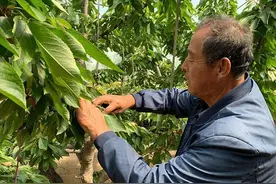 种植大樱桃，老果民注重5次浇水过程，长势强，樱桃发育得好图片