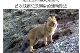 #野生动物#豺#青海#玉树  | 豺来了图片