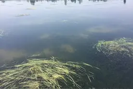 立秋：你的河蟹能脱壳翻倍超过2倍以上吗？这里送你一份育肥流程图片