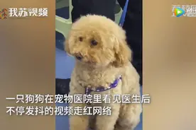 狗狗看到宠物医生后开启抖动模式，网友：只要是生物都怕白大褂图片