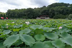 龙岩周边户外踏青的自驾游，好风景你知道吗？厦门漳州泉州也能来图片