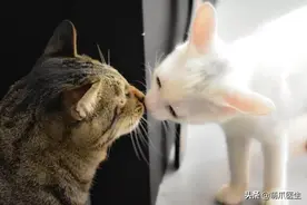 猫：这辈子亲过最狠的嘴…都看见嗓子眼儿了图片