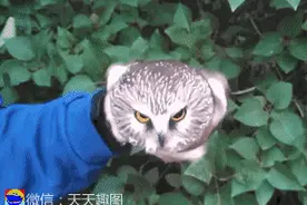 笑不停：“老铁，你玩够了没…”图片