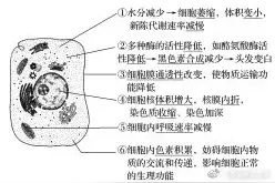 高中生物必修第一册《​第3、4节细胞的衰老、凋亡和癌变》教案图片