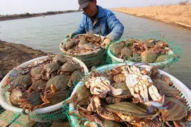 梭子蟹大跌10元，淡水鱼也遭“打劫”！草鱼、黑鱼大跌，咋回事？图片