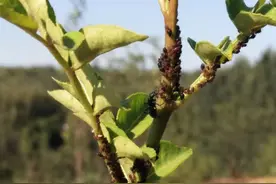 花椒蚜虫花繁殖速度极快，如何才能消灭干净？图片