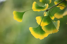 今日立秋丨一叶梧桐一报秋 万物渐丰 美好接踵而至图片