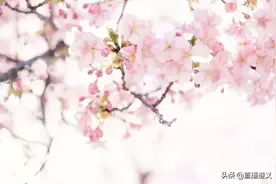 遵义漫山遍野的樱花开放了，赏美景、拍美照，和家人一起赏花过周末吧图片