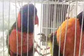 饲养吸蜜鹦鹉当宠物 涉嫌犯法浑然不知