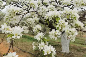 长春莲花山梨花节延期至5月10日！这个周末来赏花吧图片