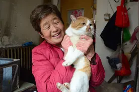 老太收养流浪猫千只，不顾反对与老伴分居13年图片