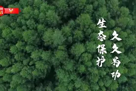习近平河北行丨生态保护 久久为功——首站走进塞罕坝机械林场图片