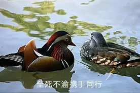 至死不渝（微型小说）图片