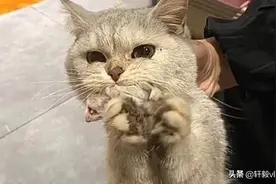 猫咪被寄养后，对方发信息要赔偿，看到附带的照片，急忙转账图片