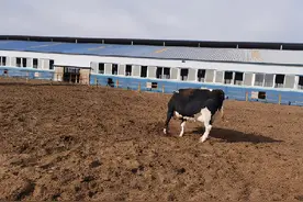 保证成母牛和犊牛成活率关键-如何做好肉牛和奶牛的接助产工作？图片