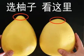 柚子甜不甜，瞧一眼这里就知道，保证一挑一个准，果农方法就是好图片